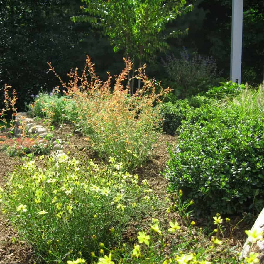 Landscape Plantings - Foreground - Coreopsis Moonbeam, Background - Amanogawa Cherry, and mixed perennials - Brookville, Long Island NY